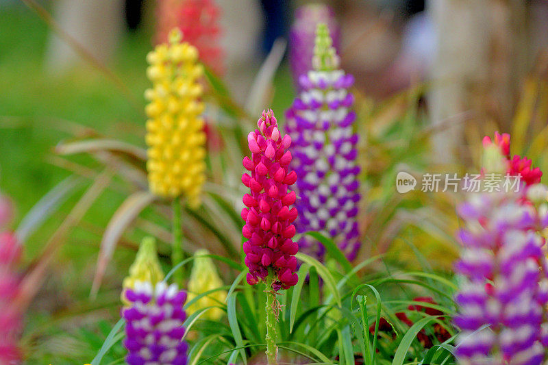 Lupinus /羽扇花